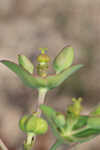 Greater Florida spurge